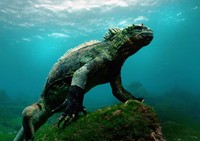 Galapagos Iguana Galapagos Iguana